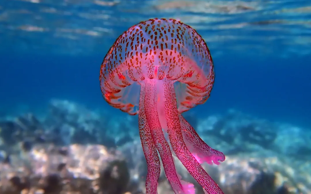 Tratamiento de las picaduras de medusa