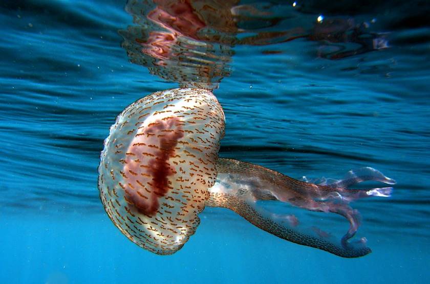 Tratamiento de las picaduras de medusa